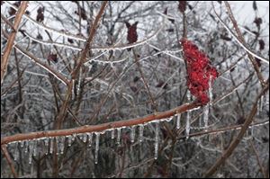 In nature, however, the beauty of the ice was apparent, such as in these branches along River Road near Side Cut Metropark.