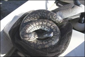 This seven-foot, 14-pound African rock python, likely an
abandoned pet, was found at Metzger Marsh by duck hunters Chad Buehler of Genoa and Matt Schimming of Williston.