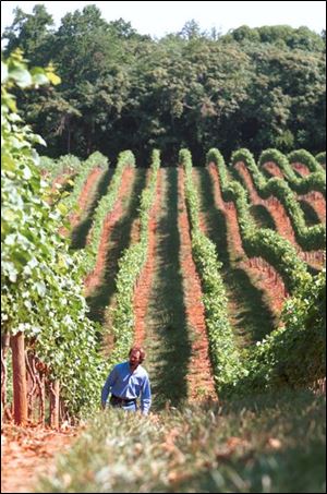 ** FILE ** Luca Paschina, owner of the Bourborsville Winery walks amongst chardonnay vines at Barboursville Winery in Barboursville, Va. in this May 7, 2003 file photo. Wines from vintners in Virginia are drawing favorable attention and holding their own against products from more established regions, which has led the state to focus on growing wine tourism. (AP Photo/Dan Lopez/The Daily Progress. File)