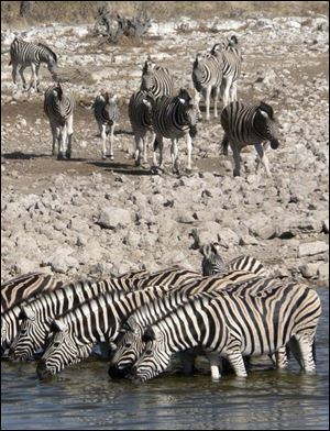 Zebras in Namibia's Etosha National Park.