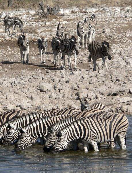 Sand-dunes-wildlife-await-visitors-in-spectacular-Namibia
