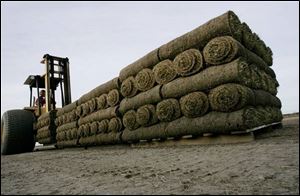 A worker uses a forklift to move individual pallets of cut, rolled, and stacked Kentucky bluegrass sod from a field at Tuckahoe Turf Farms in Hammonton, N.J. 