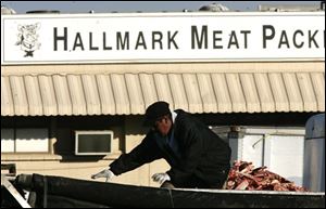 A worker walks on top of cattle carcases scraps dropped into a parked truck at the Hallmark Meat Packing slaughterhouse in Chino, Calif., on Wednesday, Jan. 30. (ASSOCIATED PRESS)
<br>
<img src=http://www.toledoblade.com/graphics/icons/video.gif><b><font color=red> AP VIDEO</b></font color=red>: <a href=