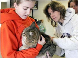 nbrn rabies21p     2/16/2008         The Blade/Herral Long    owners of pets getting their cats and dogs vacinated aganst rabies virus  at Monroe county animal control.   Lauren Crays 15    of Carlron mich  her cat  named Dog as Dr Dawn Hanusz  of  Temperance animal hosp gives shot.
