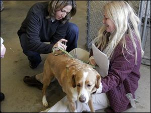 nbrn rabies21p     2/16/2008         The Blade/Herral Long    owners of pets getting their cats and dogs vacinated aganst rabies virus  at Monroe county animal control.  Kim Littlefield of Dundee holds spike as Angela Bondy with Temperance animal hosp givers shot