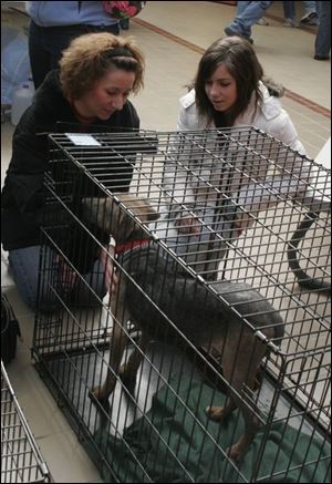 Pam Fletcher and daughter Ariell, 13, get acquainted with one of the dogs available at a Wood County Humane Society adoption event yesterday at the Woodland Mall.