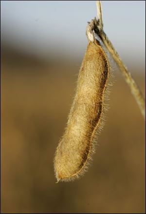 Soybean planting is expected to rise, along with wheat.
