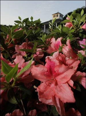 Azaleas bloom in front of the clubhouse at Augusta National. Those lucky enough to get on the grounds for the Masters take as many pictures of the scenery as they do the star golfers.