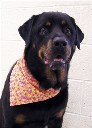 Kit-Kat, a 5-year-old Rottweiler, resides at the Humane Society of Vero Beach, Fla., while waiting for an adoptive home.