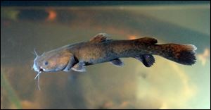 A flathead catfish, photographed in an aquarium, is characterized by a flat head and is also known as a shovelhead.