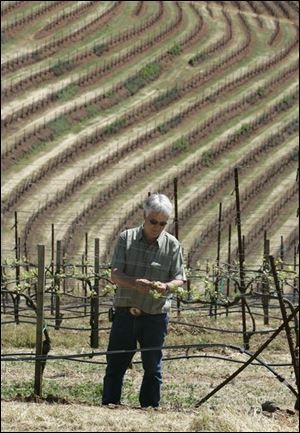 Steve Thomas, vineyard-operations director, looks over flowered clusters in a drip-irrigated vineyard at Kunde Estate.