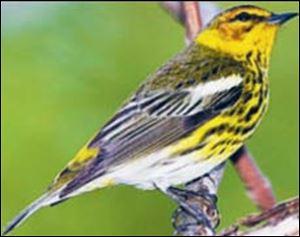 A Cape May warbler finds a perch at Magee Marsh.