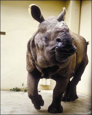 A greater one-horned rhino who was a patient of Dr. Lucy Speiman.