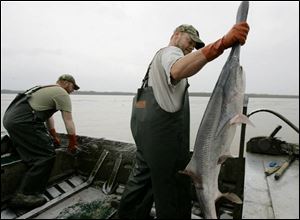 Charlie Hopkins, right, deposits a paddlefish as Vincent Halligan works the net at Smithland, Ky. Kentucky, Indiana, and Tennessee advise limited intake of caviar from the paddlefish. 