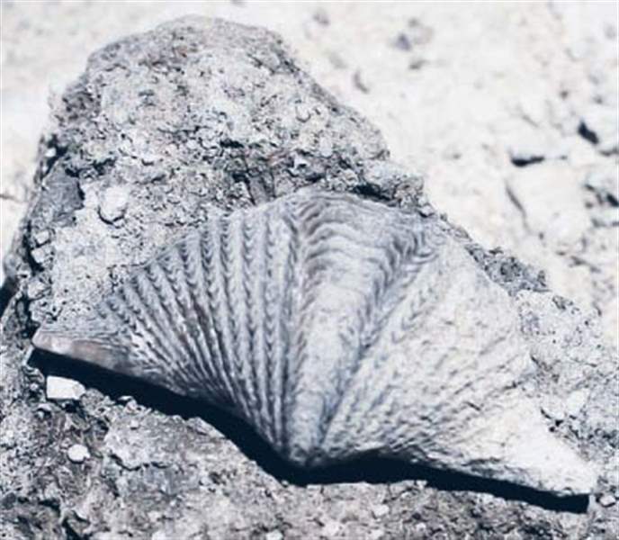 Sylvania s Fossil Park is a fun place to look for the past The Blade