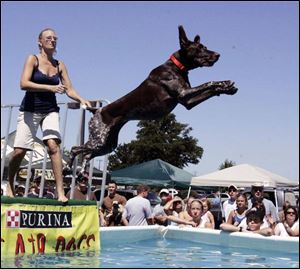 Lynn Taylor of Hartland, Mich., watches her dog, Champ, leap into the pool during the Ultimate Air Dogs competition at The Andersons Store in Maumee. Sixty dogs participated in yesterday's event, which drew a crowd of hundreds. Former Detroit Tigers pitcher Milt Wilcox started Ultimate Air Dogs in 2006 with three events and this year plans to hold 50 competitions.