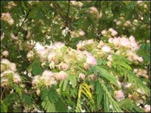 Mimosa tree
