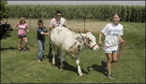 Cori Plocek, 18, far right, practices walking a fair animal at her home in Monclova Township in preparation for the Lucas County Fair. She is joined by, from left, Brianna Binkley, 14, and Nathan Barney, 8, both of Monclova, and Kevin McCartney, 18, of Swanton.