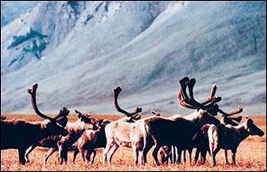 The Gwich in people, native to ANWR, oppose drilling for oil on the reserve and consider the coastal plain a sacred place where the caribou birth and nurse their young.