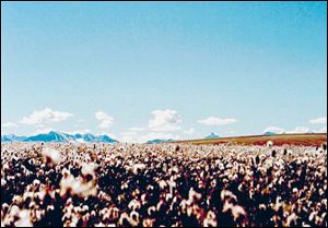  It s beautiful here,  a resident says of ANWR.  We ve got fi elds of flowers right now. 