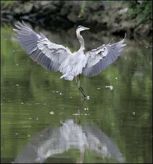 Wildlife like the great blue heron are along Swan Creek. 'It's more beautiful than I thought,' Mr. Fleischman said.