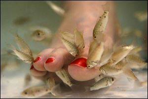 A group of doctor fish go to work to soften a set of toes.