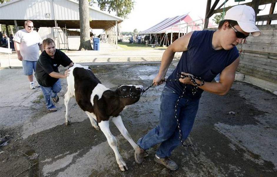 MOOOVING-ALONG-AT-THE-OTTAWA-COUNTY-FAIR