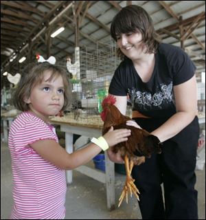 CTY lucasfair24p 07/24/2008  Blade Photo/Lori King  Blissfield, Mich. resident Iris Trumbull, 3, pets a rooster, held by its owner Ashley Bird, during Lucas County Fair in Maumee, Ohio.CTY lucasfair24p 07/24/2008  Blade Photo/Lori King  at Lucas County Fair in Maumee, Ohio.