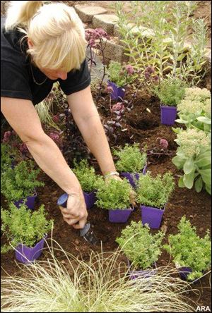 Deciding how dense to plant creeping perennials depends on how much money is in the budget and if instant gratification is a priority. Plant most varieties 2- to 12-inches apart. The plant tags contain instructions, and a plant spacing calculator is online at www.stepables.com.