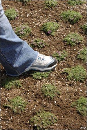 Creeping perennials have thousands of tiny, compact root nodes that firmly grasp the soil,  says Fran Hopkins, founder of Stepables.  As often as you step on them with the soles of your feet, they will vigorously take root; the more they are walked on, the faster they will creep across the landscape space.