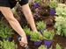 Pass-on-the-Grass-2.jpg Deciding how dense to plant creeping perennials depends on how much money is in the budget and if instant gratification is a priority. Plant most varieties 2- to 12-inches apart. The plant tags contain instructions, and a plant spacing calculator is online at www.stepables.com.