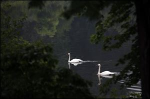 A trumpeter swan glides across Hidden Lake at the 75-year-old botanical park operated by Michigan State University.