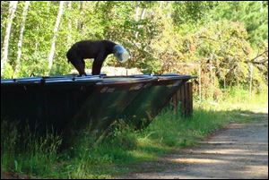 A wild black bear whose head got stuck inside a clear plastic jug was killed by wildlife officials when it wandered into a city.