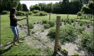 Wendy Evans opens the fence that was installed to protect the Family Manor garden in Monroe from animals. Green beans, squash, onions, eggplant, tomatoes, peas, sweet corn, and watermelon are grown in the garden, which was expanded this year to 30 feet by 60 feet. 