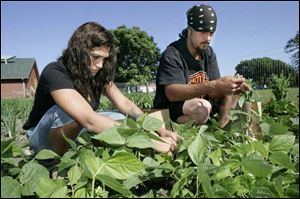 Wendy Evans and Ray Deitz pick green beans at the Salvation Army's Family Manor. The Monroe High School girls' softball team planted the garden this year and residents at the shelter maintain the plants and harvest the fruits and vegetables.