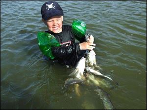 Tyler Bocian, 4, water wings and all, wades into the Maumee River to heft a stringer of fish he helped his dad, Brian, catch.