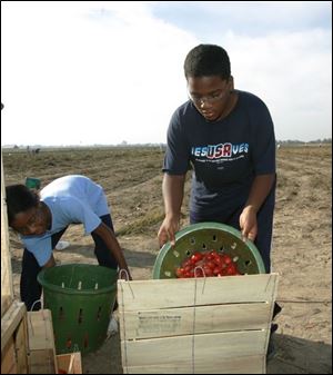 Elijah White, 11, right, and his cousin Victoria Goings, 9, help pick tomatoes for soup kitchens and food pantries. They were with a Collingwood United Methodist Church group.
