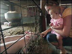 Slug: ROV pumpkinfarm29p             Date: 9/29/2008             The Blade/Amy E. Voigt             Location: Ottawa Lake, Michigan  CAPTION:  Cheri Mitchey (cq), right, from Metamora, shows her daughter Alivia (CQ A not O), left, the 6 week old pigs at the Gust Bros Pumpkin Farm at 13639 Mulberry Rd. in Ottawa Lake, MI. The farm features a "U Pick" pumpkin patch, potted mums for sale and animals that can be pet. the farm is open from 9am until dark daily.