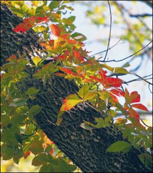 Virginia Creeper, a colorful fall vine, brightened a recent
Autumn Adventure walk in Pearson Metropark.