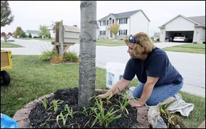 Vicky Orovitz plants lilies in her front yard to relieve the stress of the tragedy; she spoke well of bus driver Rita Grivanos.
