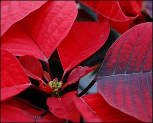 Red Fox Flame is one of the trial poinsettias. Tomorrow, the Wood County Park District will hold its annual holiday tour of Bostdorff Greenhouse Acres.