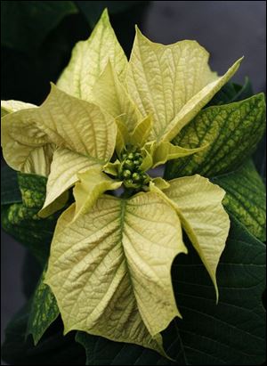 The Egg Nog trial poinsettia is also on display at Bostdorff's.