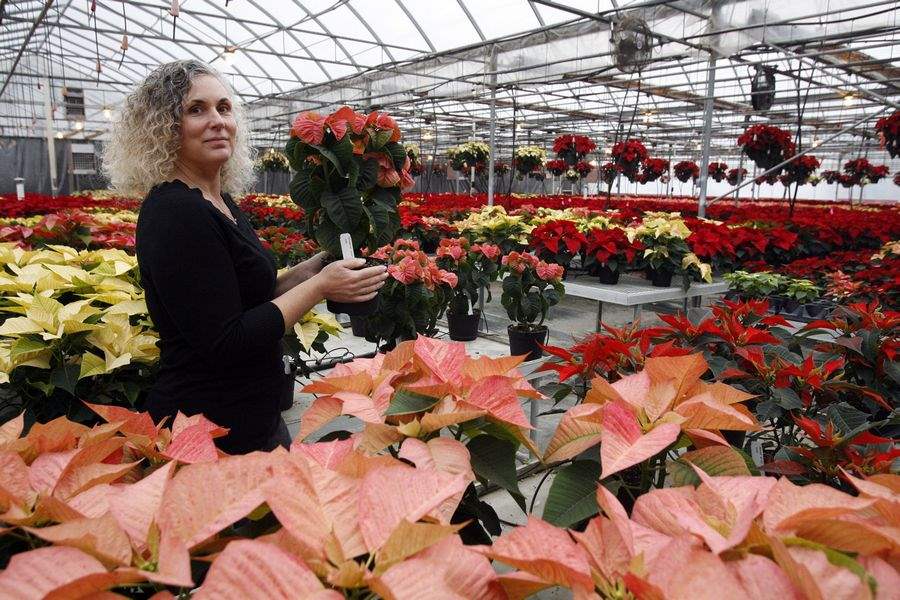 Greenhouse-displays-new-trial-poinsettias