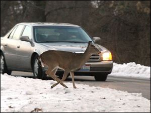 Slug: CTY Holidayrover25p A                                  The Blade/Jeremy Wadsworth  Date: 12/25/08  Caption:  A deer crosses in front of a car Thursday, 12/25/08, at Wildwood Metro Preserve in Toledo, Ohio.