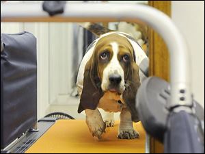Time on the treadmill helps Clementine stay trim and fit.