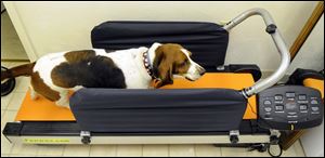 Clementine, a 6-year old bassett hound, watches her reflection as she does her 30-minute run on her dog treadmill.