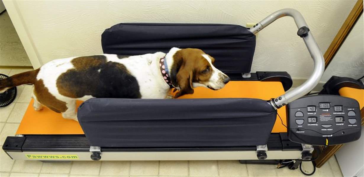 Workout made for dogs treadmill helps keep pets' weight under control