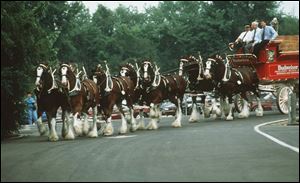 Anheuser-Busch's iconic Clydesdales will be featured in at least three Super Bowl XLIII advertisements on Feb. 1.