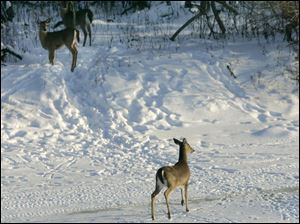 Deer head back onto an island after venturing out onto the frozen, snow-covered Maumee River looking for food off River Road near Harvard School in South Toledo. Winter has not been kind to area wildlife, as temperatures have dipped below zero seven times.