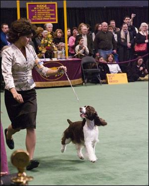 Bloomie, a 4-year-old English springer spaniel, goes through her paces at an earlier dog show. Bloomie will be judged at 3:30 p.m. today at the Westminster Dog Show in New York City.